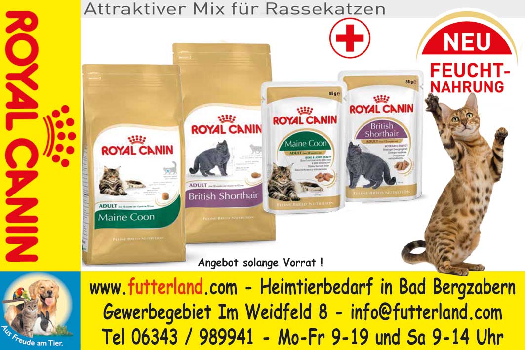 Nassfutter f&uuml;r Rassekatze